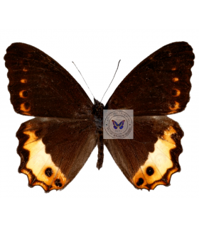 SATYRIDAE