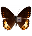 Oxeoschistus iphigenia