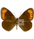 SATYRIDAE