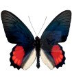 Parides Orellana A.1/A.1-