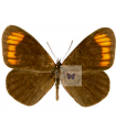 Trophonina acraeida