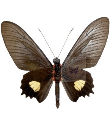Papilionidae Parides Pizarro