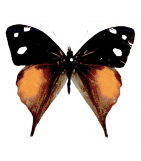 SATYRIDAE