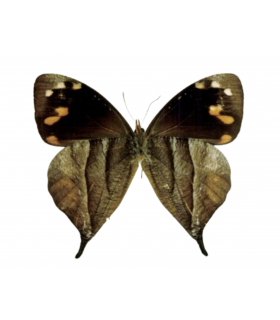 SATYRIDAE