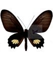 Parides pizarro A.1/A.1-