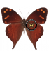 SATYRIDAE
