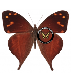 SATYRIDAE
