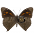 SATYRIDAE