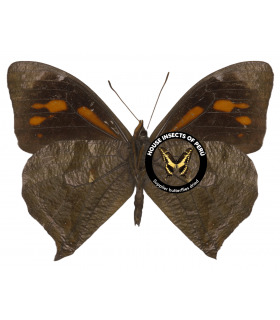 SATYRIDAE