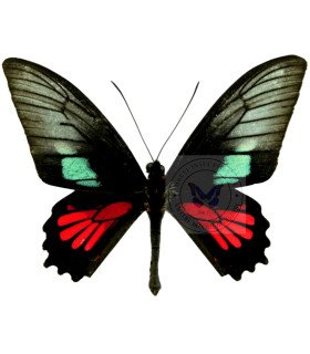 Papilionidae Parides neophilus olivensis