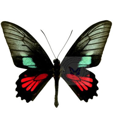 Papilionidae Parides neophilus olivensis