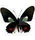 Papilionidae Parides erlaces xanthias