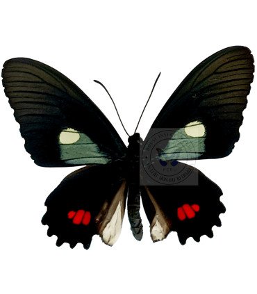 Papilionidae Parides erlaces xanthias