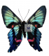 RIODINIDAE