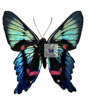 RIODINIDAE