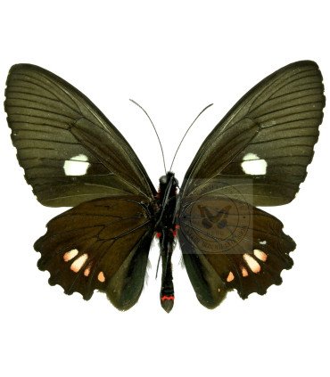 Papilionidae Parides erlaces xanthias