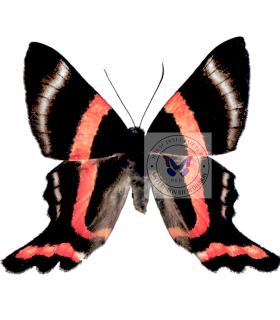 RIODINIDAE