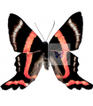 Ancyluris aulestes(F)