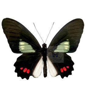 Papilionidae Parides phosphorus vavi