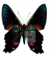 RIODINIDAE