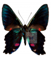 Ancyluris endaemon