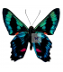RIODINIDAE