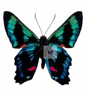 RIODINIDAE
