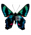 Ancyluris etias