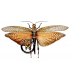 OTHOPTERA