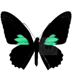 Papilionidae Parides sesostris