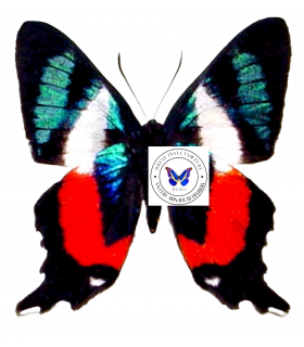 RIODINIDAE