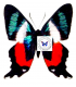 RIODINIDAE