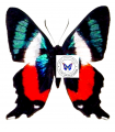 Ancyluris formisissima A.1-