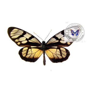 Danaidae Lycorea ituna fhenarete