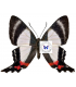 RIODINIDAE