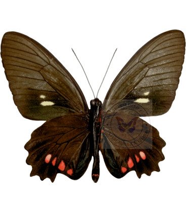 Papilionidae Parides vertumnus autumnus