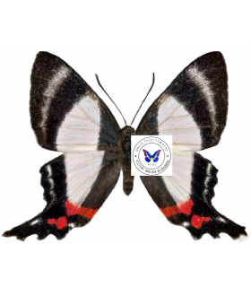 RIODINIDAE