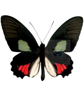 Papilionidae Parides vertumnus bogotanus