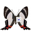 A.formisissima (F)A.1-