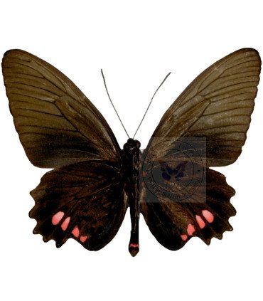 Papilionidae Parides vertumnus bogotanus