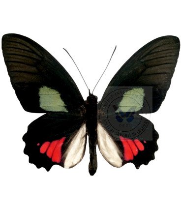 Papilionidae Parides vertumnus bogotanus