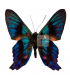 RIODINIDAE