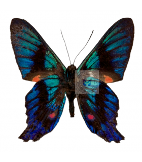 RIODINIDAE