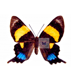 RIODINIDAE
