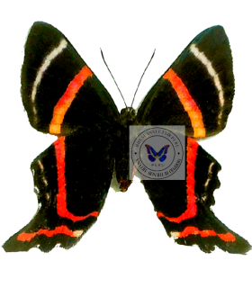 RIODINIDAE