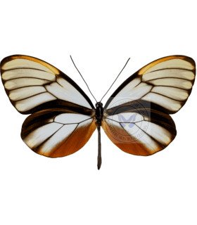 Ithomiidae Godyris duillia