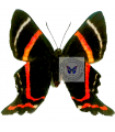 Ancyluris endaemon(F)