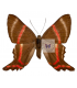 RIODINIDAE