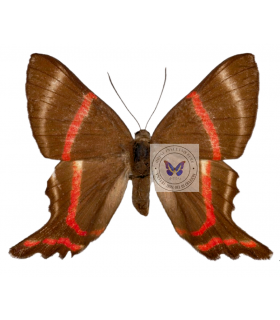 RIODINIDAE