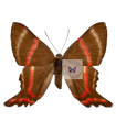 Ancyluris etias(F)